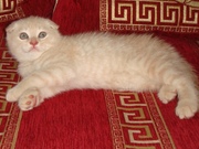Роскошные ВИСЛОУХИЕ котята 