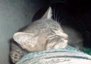 Короткошерстная британская кошка (5 месяцев)