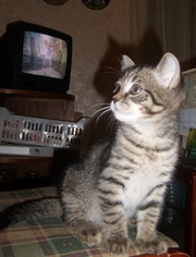 отдам котёнка!