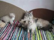 котята невские-маскарадные,  документы