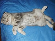Шотландский вислоухий ждет невест на вязку