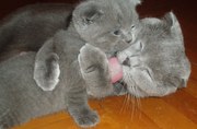 Котята шотландцы скоттиш страйт