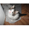Котик