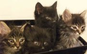 ДАРЮ КОТЯТОК!