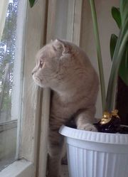 Кошка скоттиш фолд ищет для вязки кота страйта