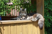 Элитные котята Мейн-кун